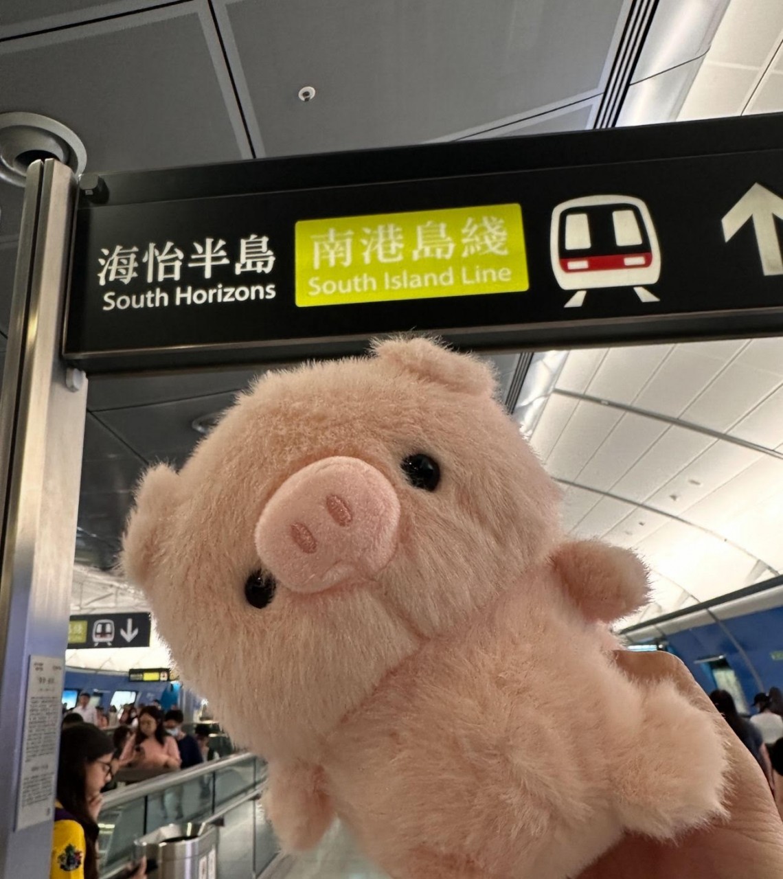 毛毛世界之闯荡小猪